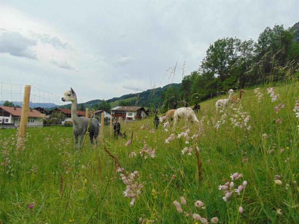 Willa Alpakahof Wechs Bad Hindelang Zewnętrze zdjęcie